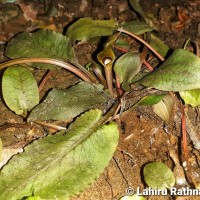 Cryptocoryne beckettii Thuill. ex Trim.